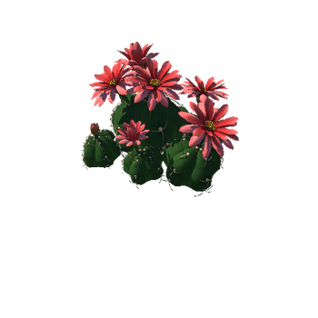 Flower Gymnocalycium horstii 4